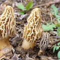 Discovering the Delicious World of Morel Mushrooms