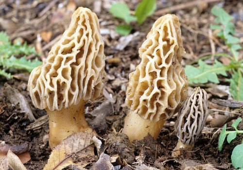 Discovering the Delicious World of Morel Mushrooms